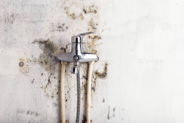Best Residential Mold Remediation in Lexington, IL