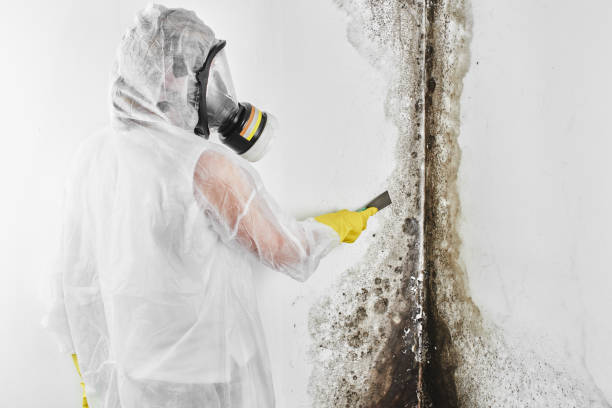 Best HVAC Mold Remediation in Lexington, IL
