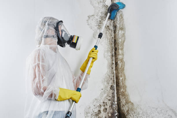 Best DIY Mold Remediation Support Services in Lexington, IL