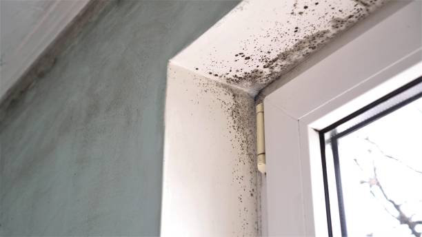  Lexington, IL Mold Removal Pros