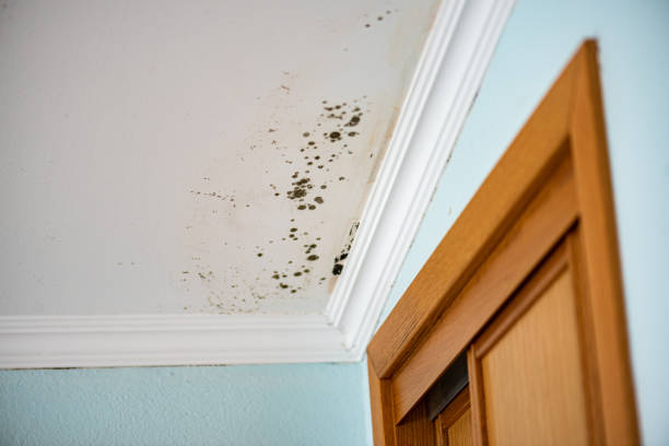 Best Insurance-Related Mold Remediation in Lexington, IL
