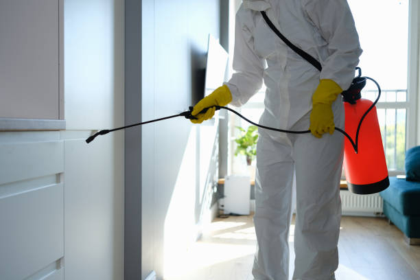 Best Basement Mold Remediation in Lexington, IL