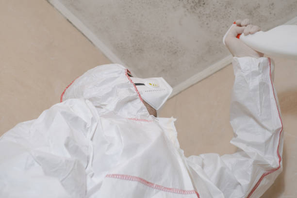 Best Attic Mold Remediation in Lexington, IL