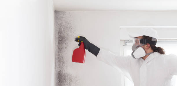 Best Crawl Space Mold Remediation in Lexington, IL