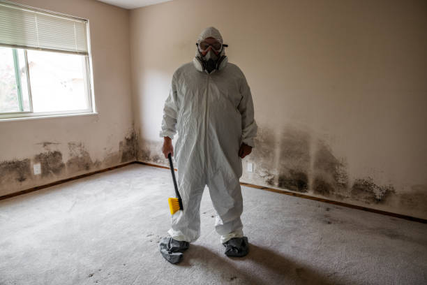 Best Black Mold Remediation in Lexington, IL