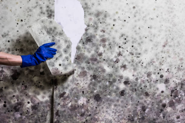 Best Mold Remediation for Schools in Lexington, IL