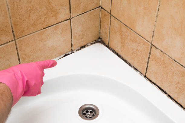Best Commercial Mold Remediation in Lexington, IL