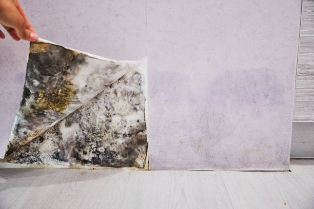 Professional Mold Remediation in Lexington, IL